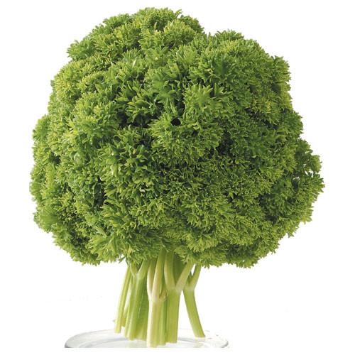 Parsley - Curly (Bunch of 5)