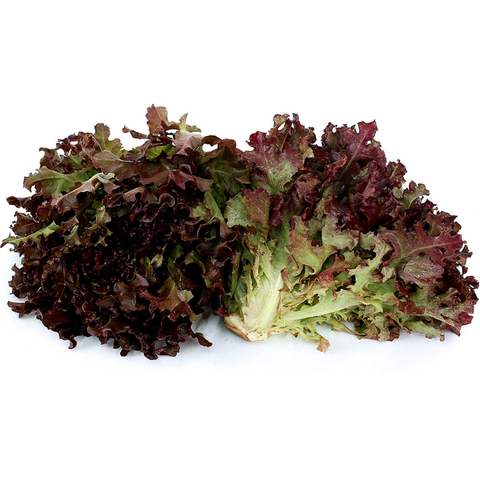 Baby Cos Lettuce (Twin Pack)