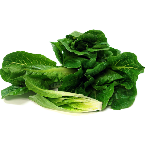 Baby Cos Lettuce (Twin Pack)