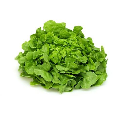 Lettuce - Green Oak (Box)